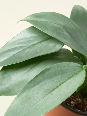 Philodendron 'Silver Sword' — additional view