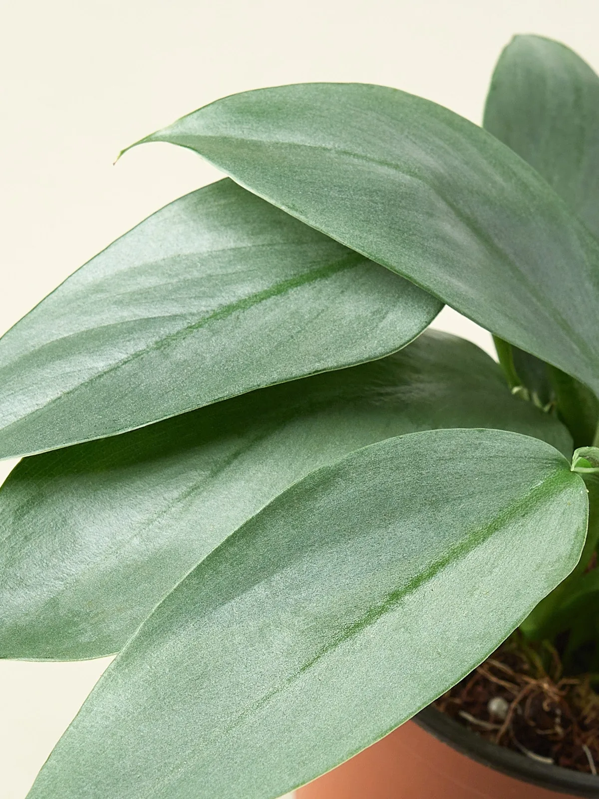 Philodendron 
