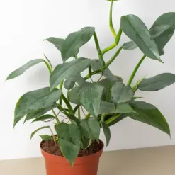 Philodendron 'Silver Sword' — additional view
