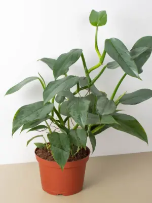 Philodendron 'Silver Sword' — additional view