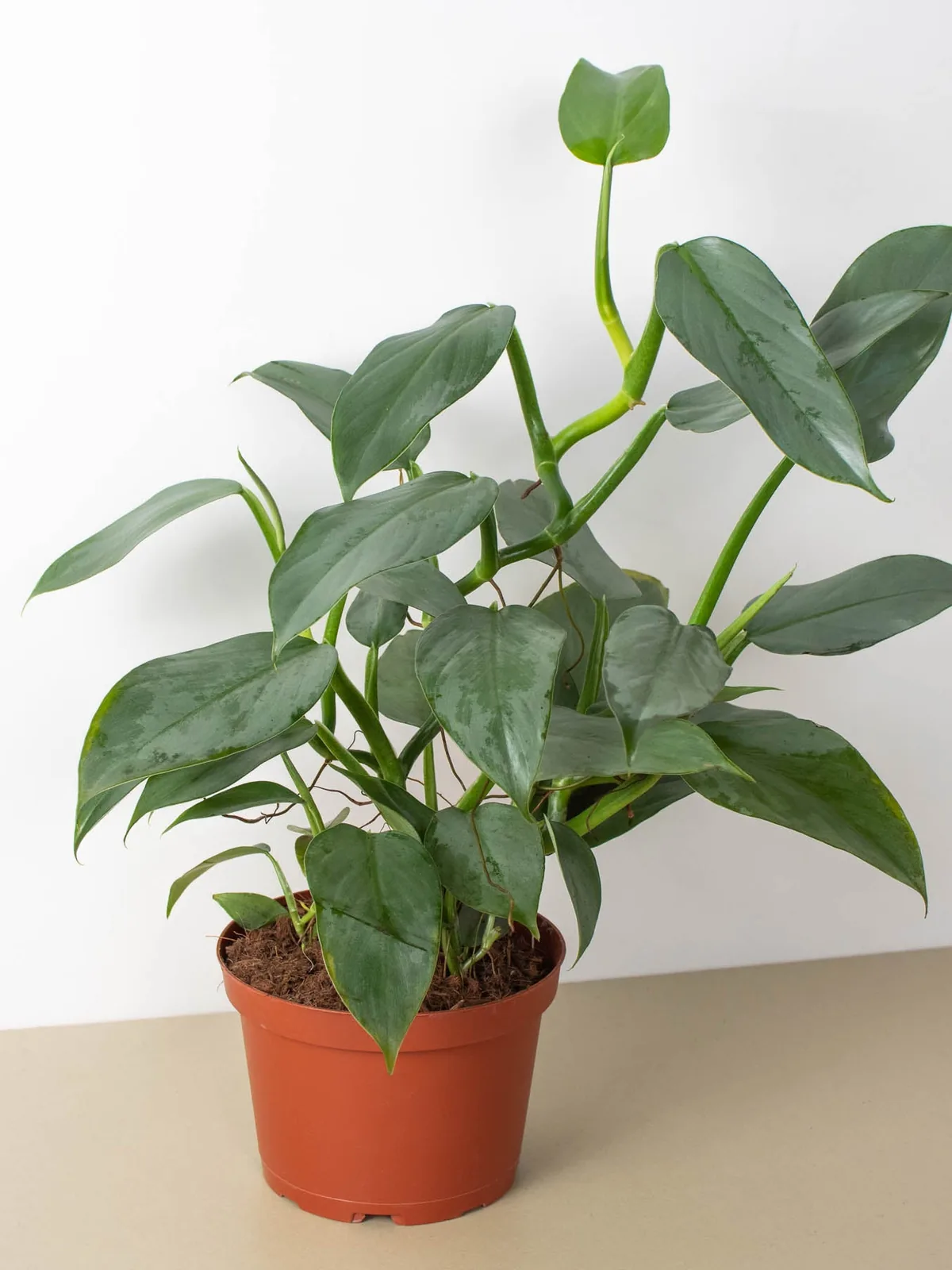 Philodendron 