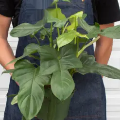 Philodendron 'Silver Sword' — additional view