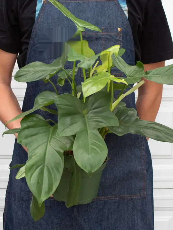 Philodendron 'Silver Sword' — additional view