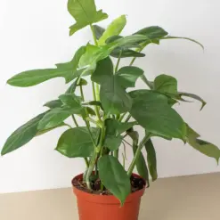 Philodendron 'Silver Sword' — additional view