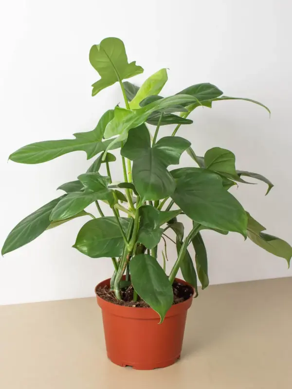 Philodendron 'Silver Sword' — additional view