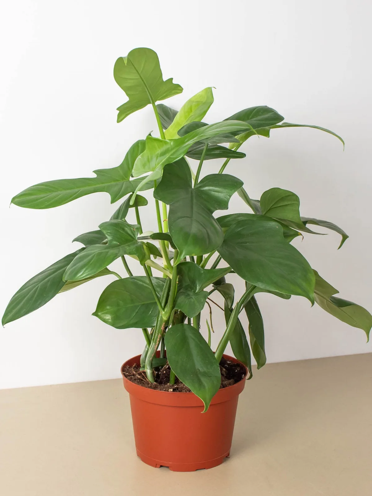 Philodendron 