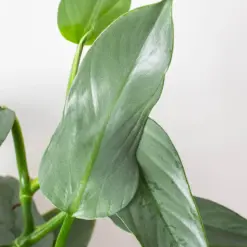 Philodendron 'Silver Sword' — additional view