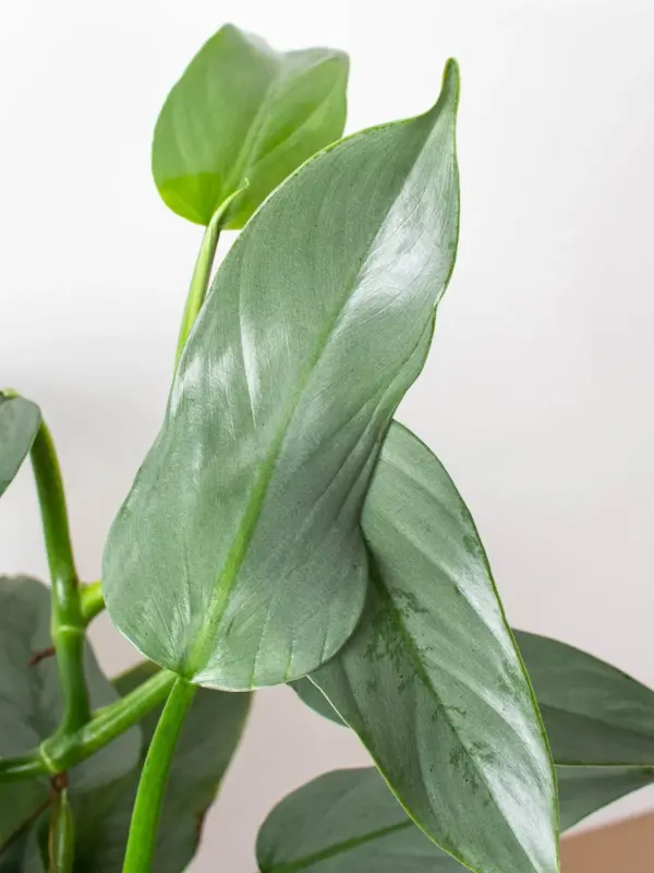 Philodendron 'Silver Sword' — additional view