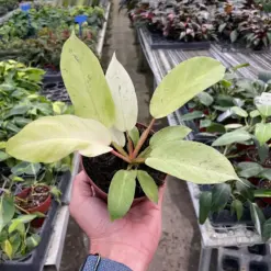 Philodendron 'Snowdrift' houseplant