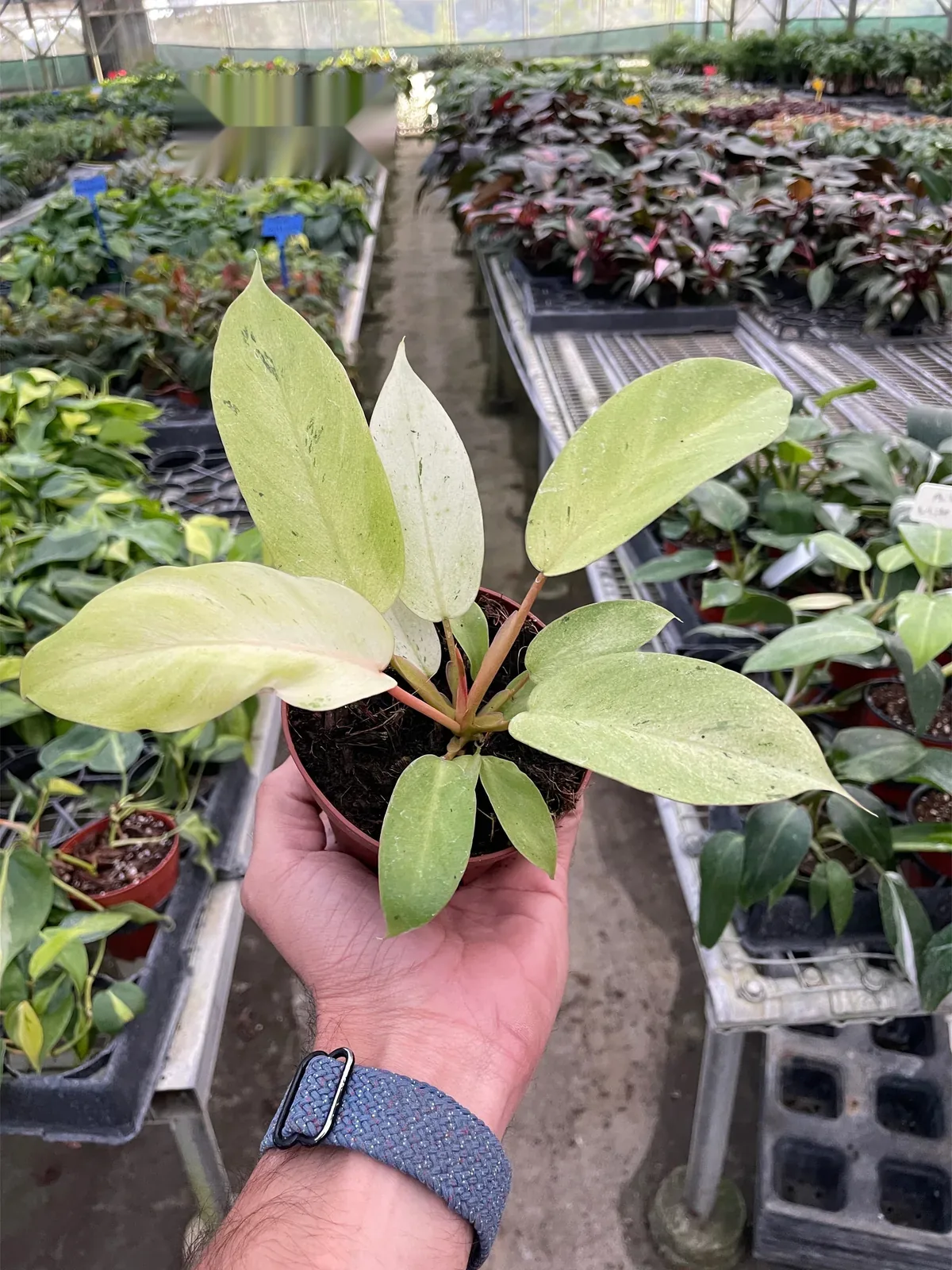 Philodendron 