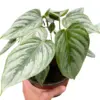 Philodendron 'Sodiroi' houseplant