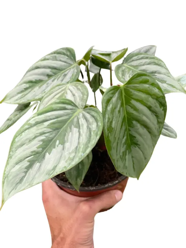 Philodendron 'Sodiroi' houseplant