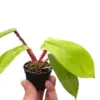 Philodendron 'Squamiferum' houseplant