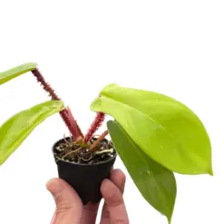 Philodendron 'Squamiferum' houseplant