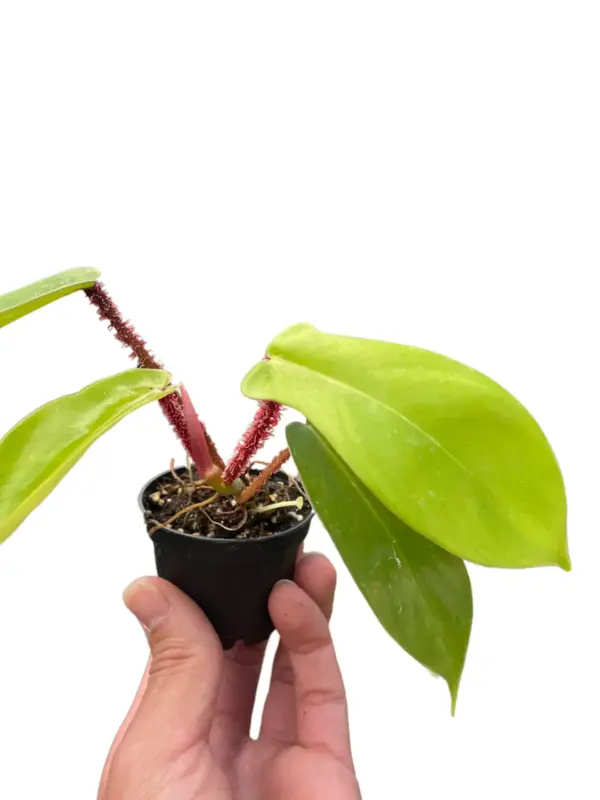Philodendron 'Squamiferum' houseplant