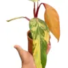 Philodendron 'Strawberry Shake' houseplant