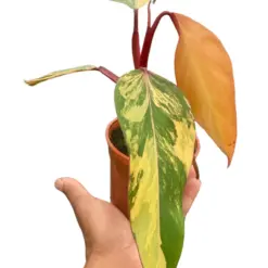 Philodendron 'Strawberry Shake' houseplant