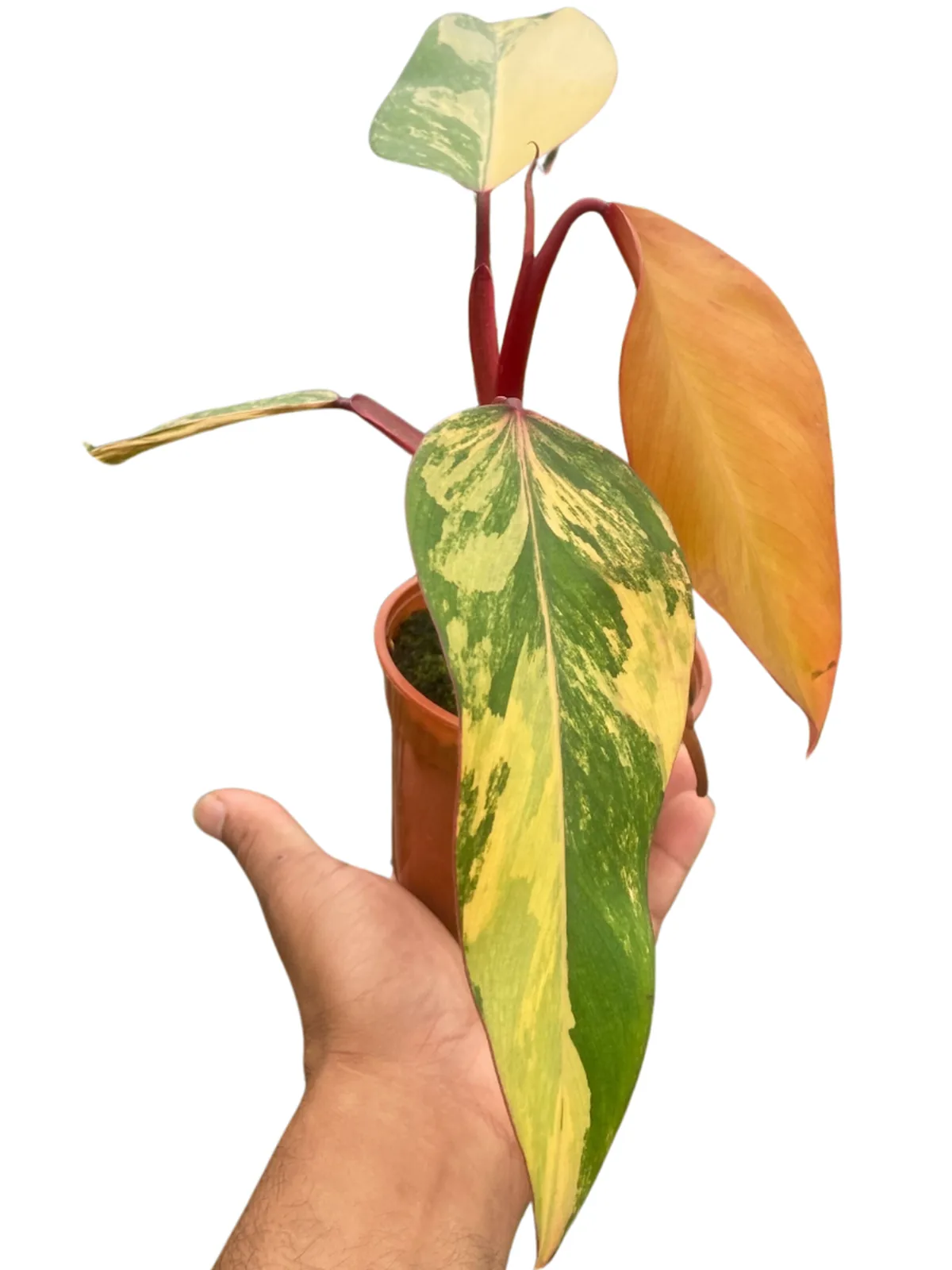 Philodendron 