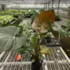 Philodendron 'Summer Glory' houseplant