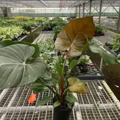 Philodendron 'Summer Glory' houseplant