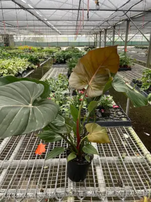 Philodendron 'Summer Glory' houseplant
