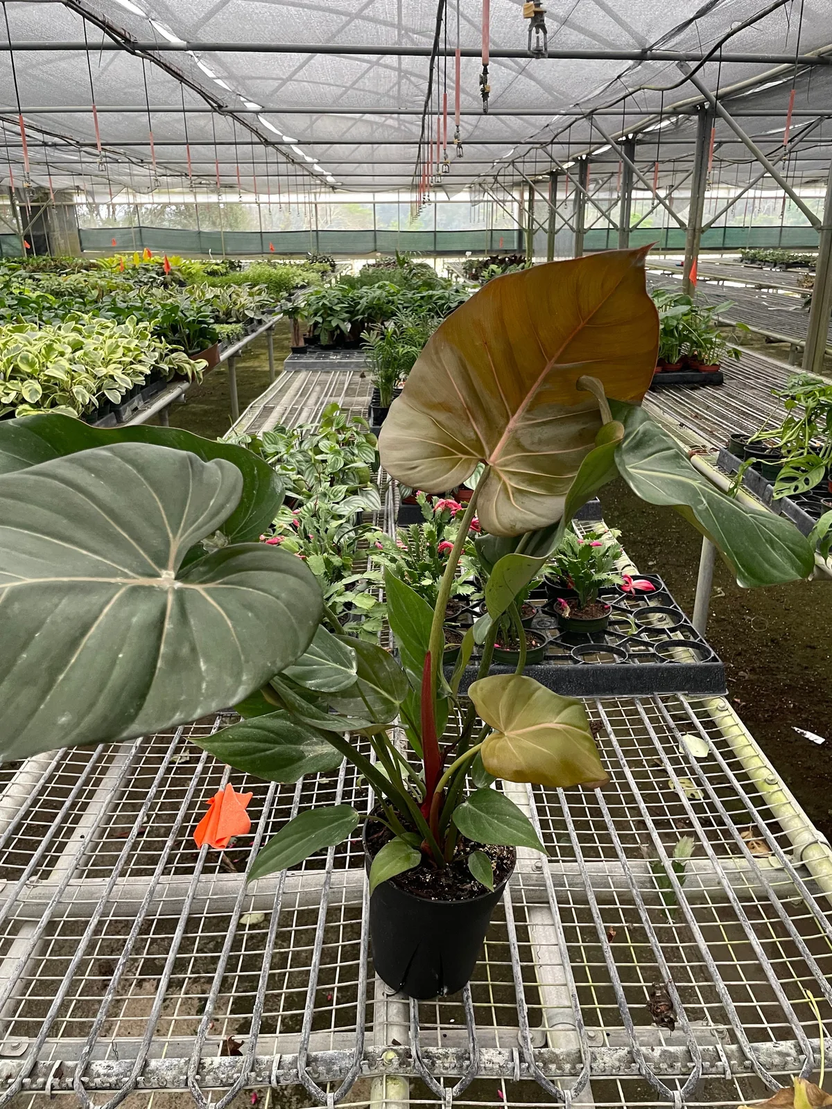 Philodendron 