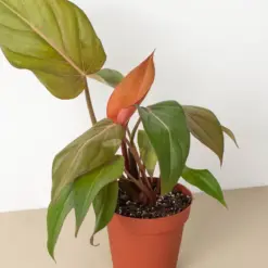 Philodendron 'Summer Glory' — additional view