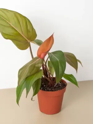 Philodendron 'Summer Glory' — additional view