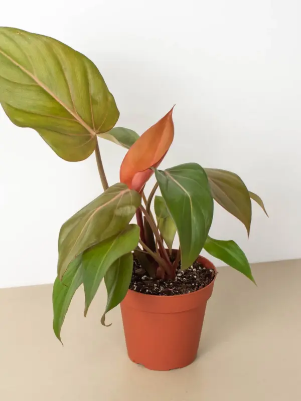 Philodendron 'Summer Glory' — additional view