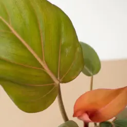 Philodendron 'Summer Glory' — additional view
