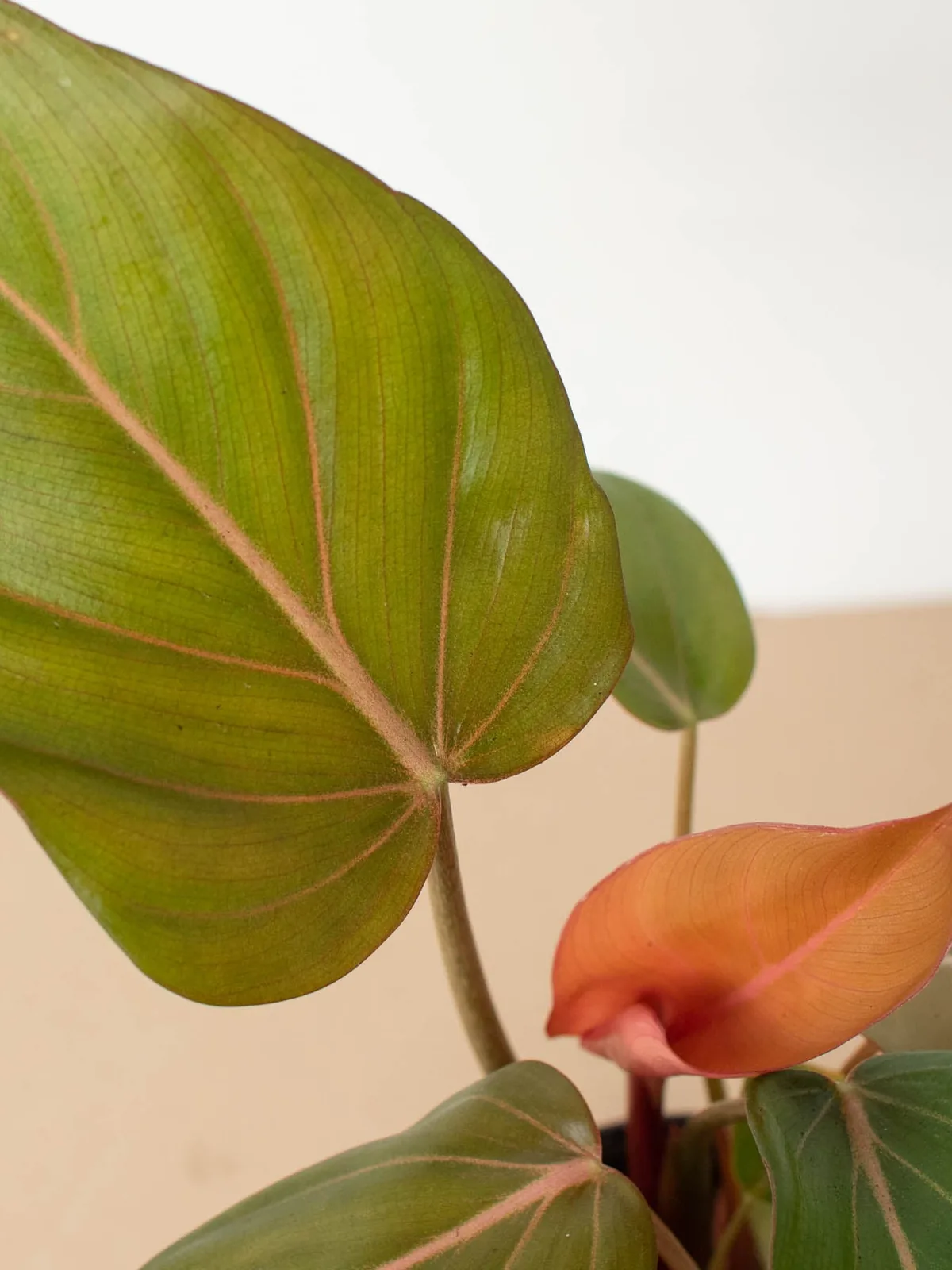 Philodendron 