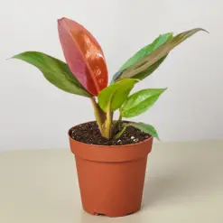 Philodendron 'Sun Red' houseplant