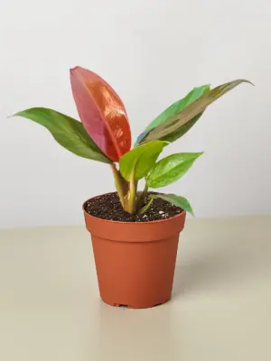 Philodendron 'Sun Red' houseplant