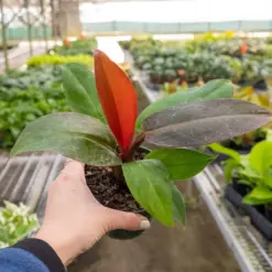 Philodendron 'Sun Red' — additional view