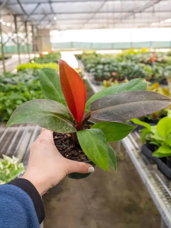Philodendron 'Sun Red' — additional view