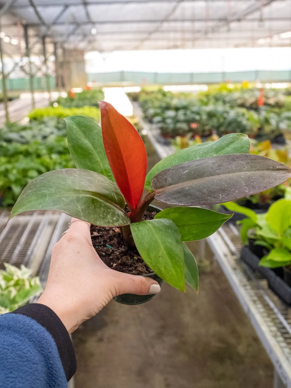 Philodendron 