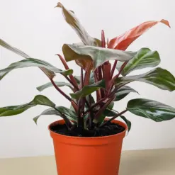 Philodendron 'Sun Red' — additional view