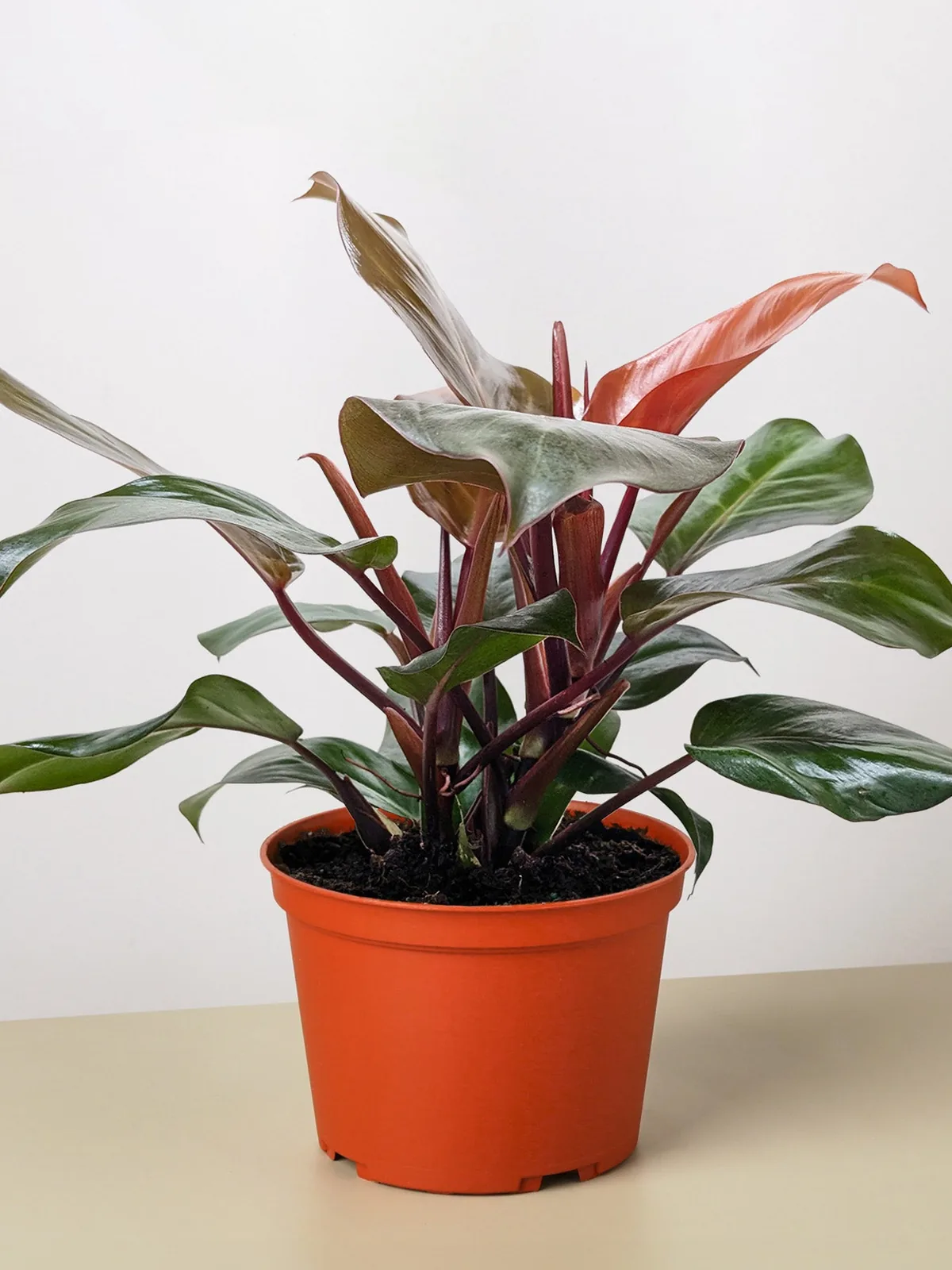 Philodendron 