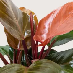 Philodendron 'Sun Red' — additional view