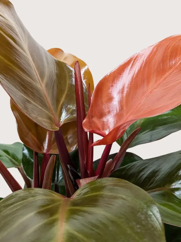Philodendron 'Sun Red' — additional view