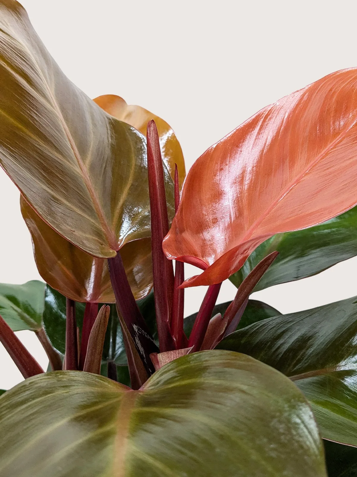 Philodendron 