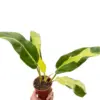 Philodendron 'Thai Sunrise' houseplant
