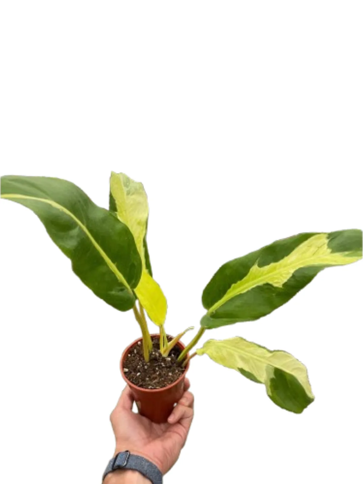 Philodendron 