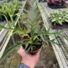 Philodendron 'Tortum' houseplant