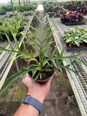 Philodendron 'Tortum' houseplant