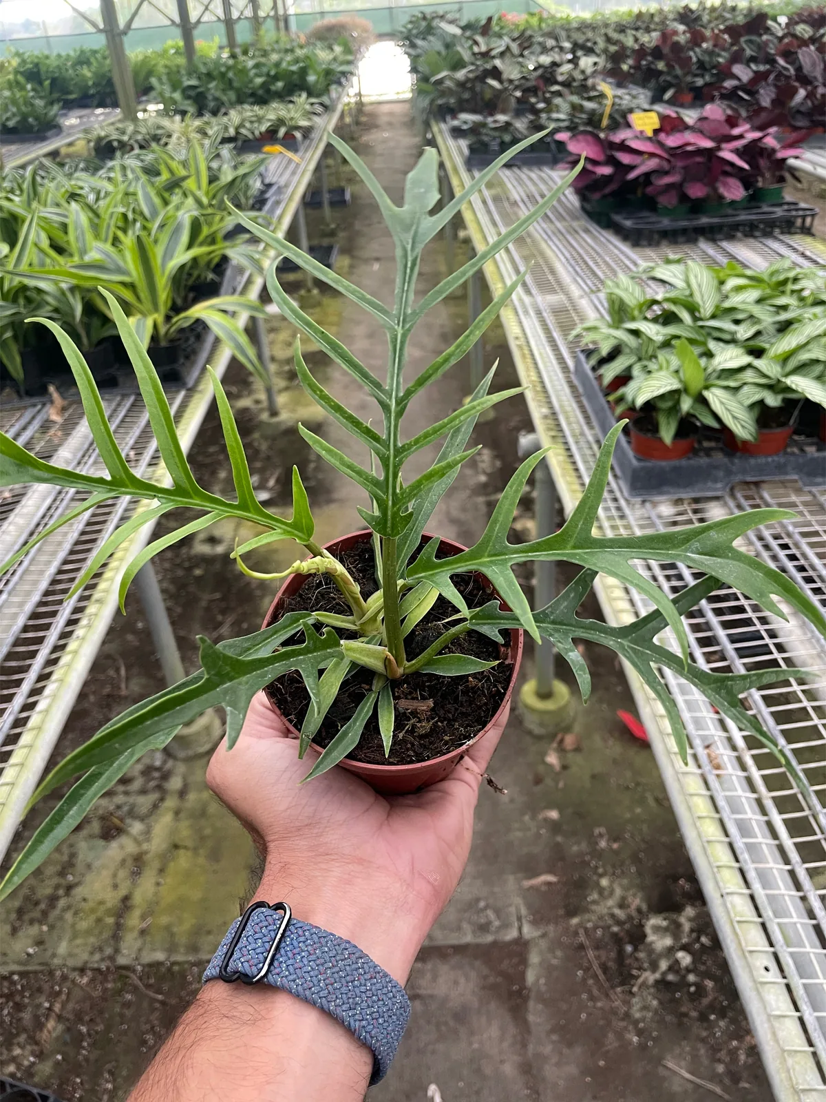 Philodendron 