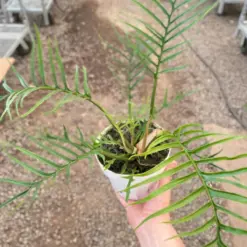 Philodendron 'Tortum' — additional view