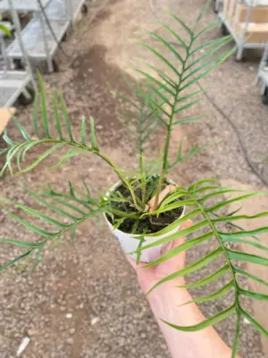 Philodendron 'Tortum' — additional view