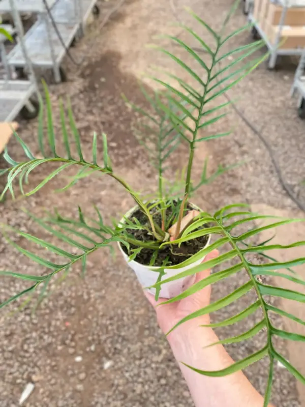 Philodendron 'Tortum' — additional view