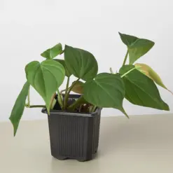 Philodendron 'Velvet' houseplant